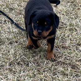 Rottweiler Puppies from Vom Uberlegenen Rottweilers