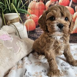 Ramon - Apricot male Cavapoo puppy in Lebanon, Missouri from Leerose Puppies