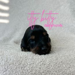AKC- Frenchy, SILKY WIREHAIR - Black and tan female Dachshund puppy in Canton, Texas from Itty Bitty Dachshunds