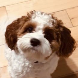 Cavapoos, Golden Retrievers, and Poodles from Circle T Ranch K9s