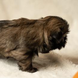 Shih Tzu Puppies from Good Lil Shih Tzu