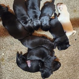 Golden Retriever and Labrador Retriever Puppies from OK GunDogs