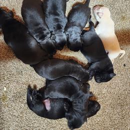 Golden Retriever and Labrador Retriever Puppies from OK GunDogs