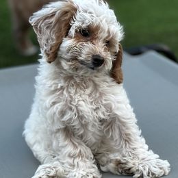 Purple Collar - Chalk female Australian Labradoodle puppy in Chesterfield, Virginia from South River Doodles