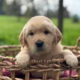Orange Boy - Light golden male Golden Retriever puppy in Scio, Oregon from Stackhouse Family Farm