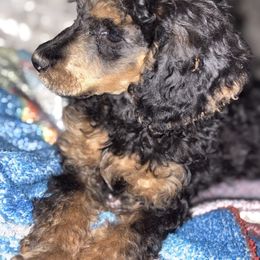 Dalmatian and Poodle Puppies from Exquisite Dalmatians & Standard Poodles