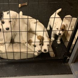 Jack Russell Terrier Puppies from Huckle Hill Jack Russell Terriers