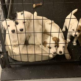 Jack Russell Terrier Puppies from Huckle Hill Jack Russell Terriers