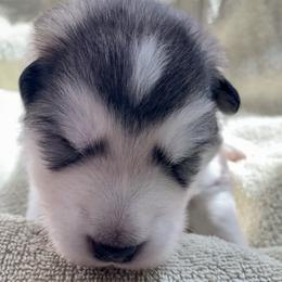 Biscotti - Gray and white male Alaskan Malamute puppy in Palmyra, Michigan from Illusion Kennel