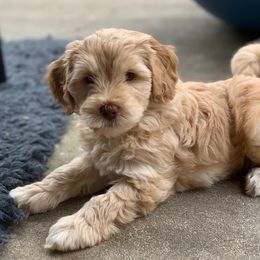 Australian Labradoodle Puppies from Charlotte Labradoodles