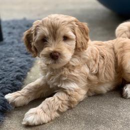 Australian Labradoodle Puppies from Charlotte Labradoodles
