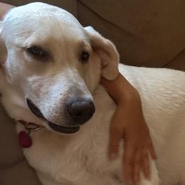 Daisy - Labrador Retriever