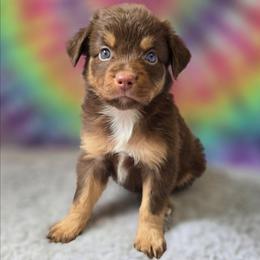 Azalea - Red tri female Miniature Australian Shepherd puppy in Church Hill, Tennessee from Hippie Dog Haven