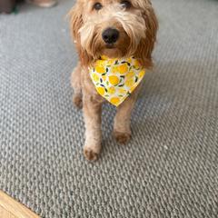 Millie - Goldendoodle