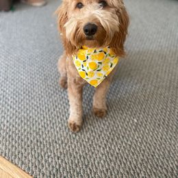 Millie - Goldendoodle