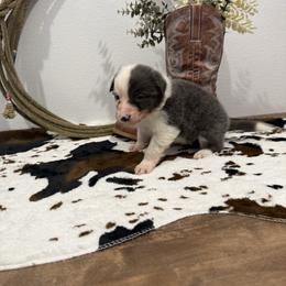 Lincoln - White and blue male Border Collie puppy in Washburn, Missouri from BS Farms