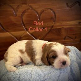 AKC Red Collar-1 - Blenheim male Cavalier King Charles Spaniel puppy in Augusta, Wisconsin from My Little Pups
