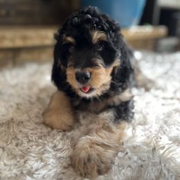 Bernedoodle and Poodle Puppies from Doggy Darlins