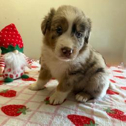 Hero - Red merle male Australian Shepherd puppy in Harrah, Oklahoma from Kamm's Aussies