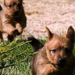 Australian Terriers from Redsky Australian Terriers
