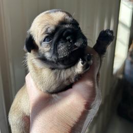 Fawn female - Fawn female Pug puppy in Norborne, Missouri from Pug Palace