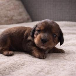 Guinness - Sable male Dachshund puppy in Springfield, Missouri from Queen City Sausage Dogs