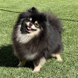 Zesty - Pomeranian