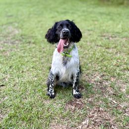 Baxter - English Springer Spaniel