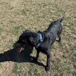 Karma - Labrador Retriever