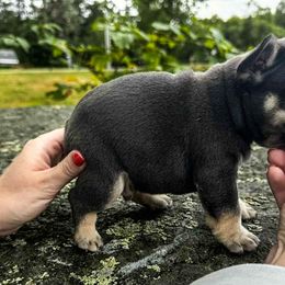 French Bulldog Puppies from Kismet French Bulldogs