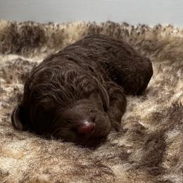 Sprout (Green Collar) - Brown male Poodle puppy in Monroeville, Pennsylvania from K & A Standard Poodles