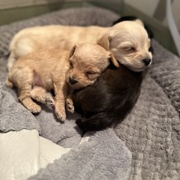 Yorkipoo Puppies from Bayless Yorkiepoos
