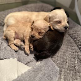 Yorkipoo Puppies from Bayless Yorkiepoos