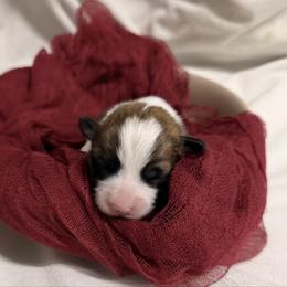 Jan - Sable female Pembroke Welsh Corgi puppy in Bloomfield, Iowa from Beebe’s Corgis