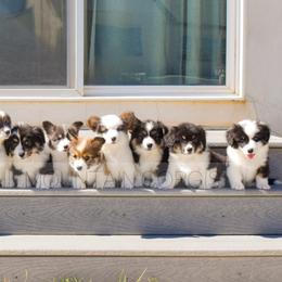 American Corgi and Pembroke Welsh Corgi Puppies from Blacktail Mountain Corgis