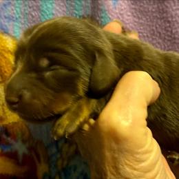 WILLOW CKC REGISTERED FULL RIGHTS - Chocolate female Dachshund puppy in Elizabethtown, Kentucky from Teeny Tiny Puppy Tails
