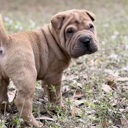 Jagger - Brown sable male Chinese Shar-Pei puppy in Lehigh Acres, Florida from Florida Wrinkles
