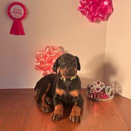 Ava - Black and rust female Doberman Pinscher puppy in Aurora, Georgia from Davis Doberman Pinschers
