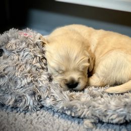 Golden Retriever Puppies from GameChanger Golden Retrievers