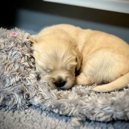 Golden Retriever Puppies from GameChanger Golden Retrievers