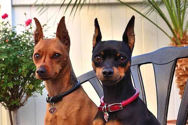 2 Miniature Pinschers sitting on a bench