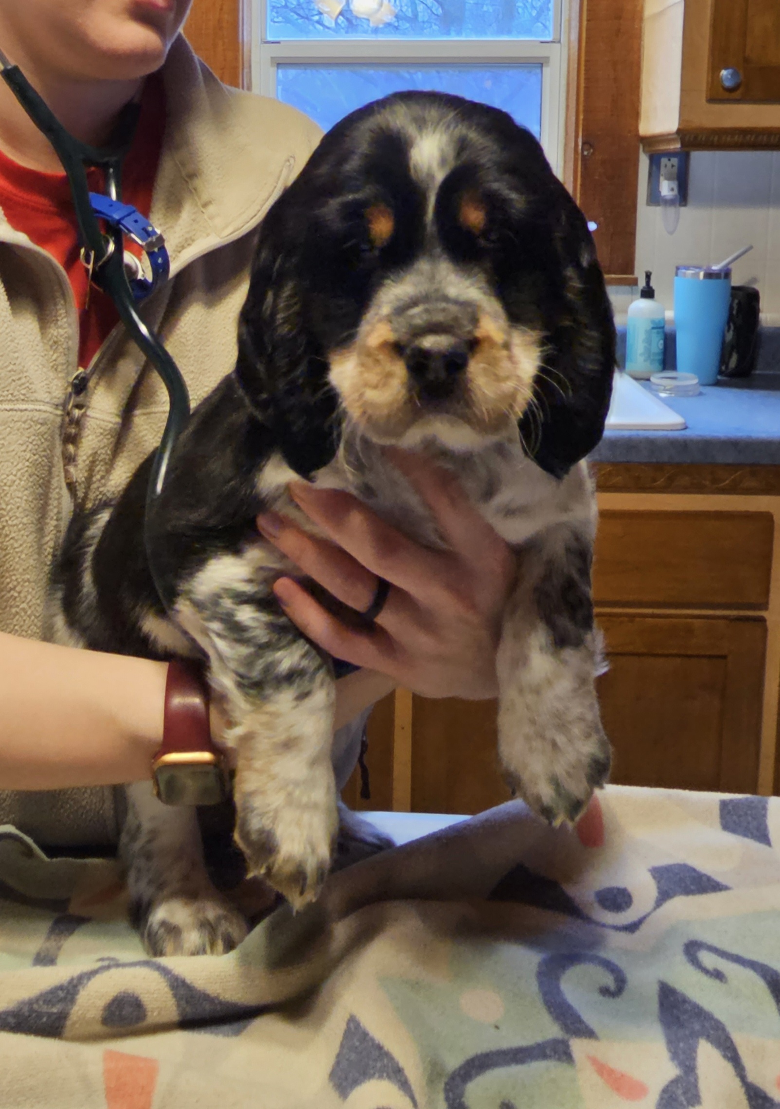 English Springer Spaniel Puppies from Homegrown Springers