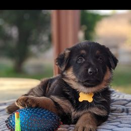 German Shepherd Puppies from Flussufer German Shepherds