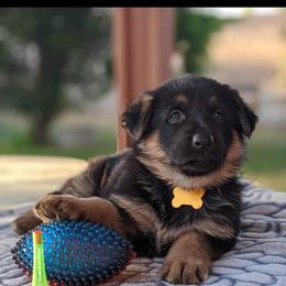 German Shepherd Puppies from Flussufer German Shepherds