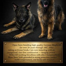 German Shepherd Puppies from Brooks High Quality Breeders