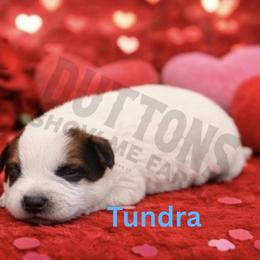 Tundra - Red speckled male Australian Cattle Dog puppy in Oronogo, Missouri from Dutton's Show Me Farms