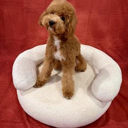 Chase - Poodle