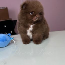 Pomeranian Puppies from Divine Poms