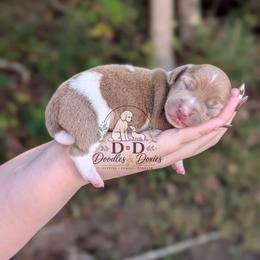 Tinsel - Sable male Dachshund puppy in Bremen, Georgia from Doodles & Doxies