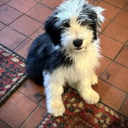 Bearded Collie and Border Collie Puppies from Beloved Bearded & Border Collies